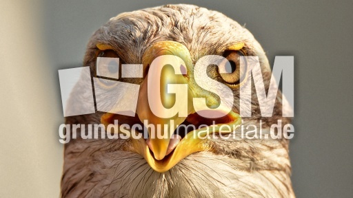 Weißkopf-Seeadler (22).jpg